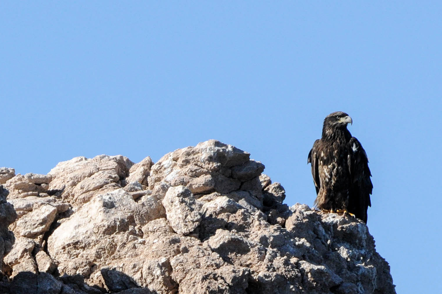 A juvenile bald eagle sits perched on a cliff at Lake Mead National Recreation Area Jan. 12 during the annual midwinter bald eagle survey.