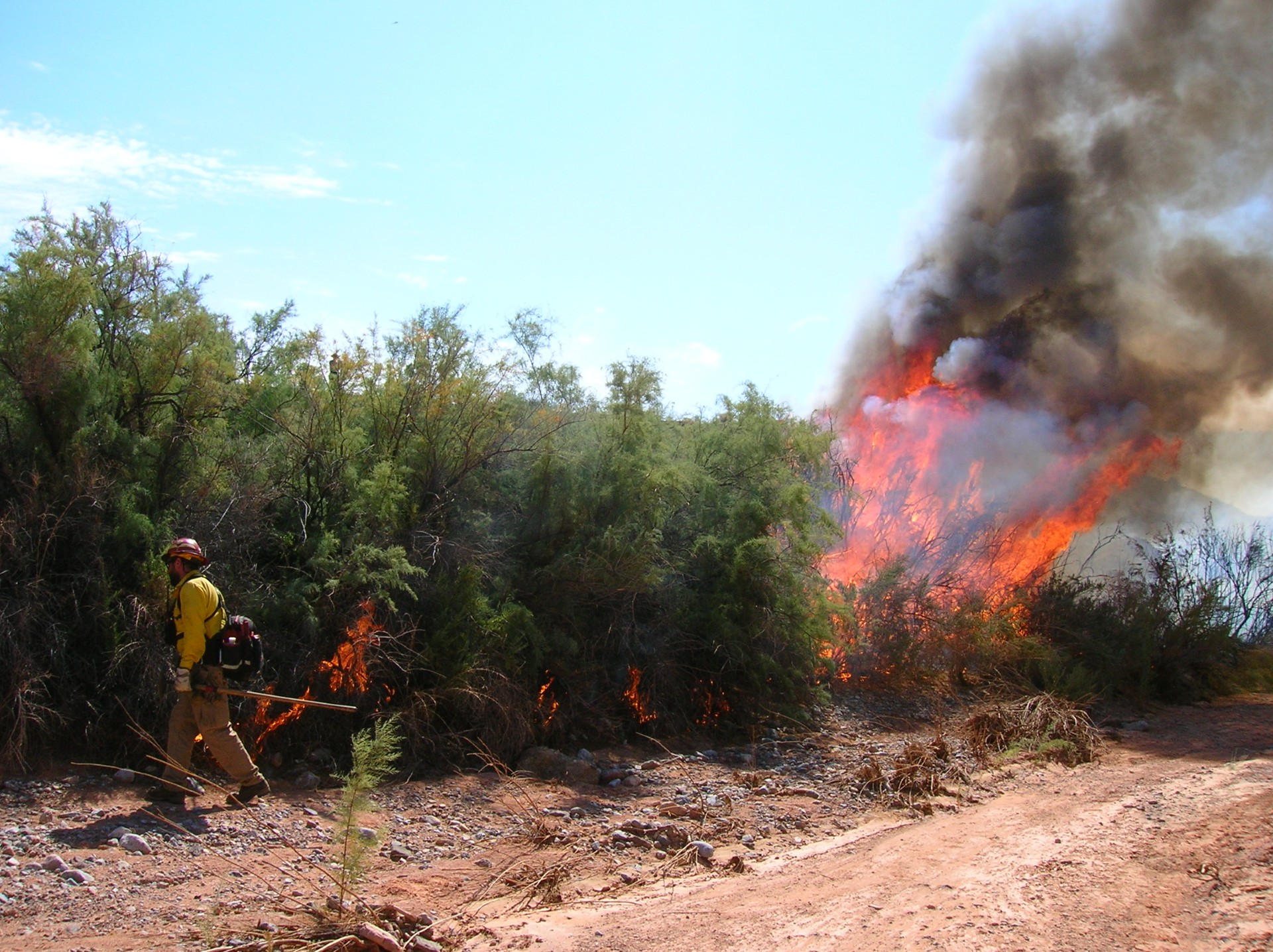 thumbnail_DSCN5498 A firefighter stands next to prescribed burn.