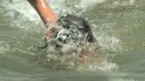 swimmer