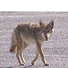 Coyote