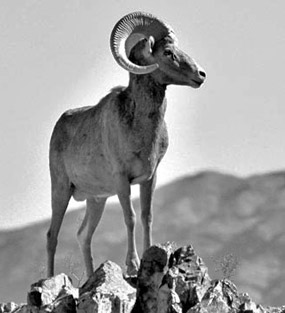 Desert Big Horn Sheep