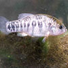 ampupfish