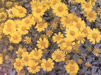 Brittlebush