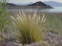 Fountaingrass near Lake Mead