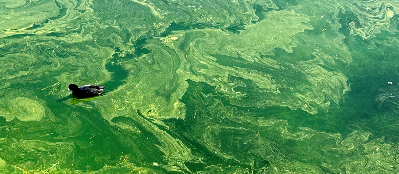 Duck swims through a thick layer of hazardous algae along the shoreline. Duck in blue green algae
