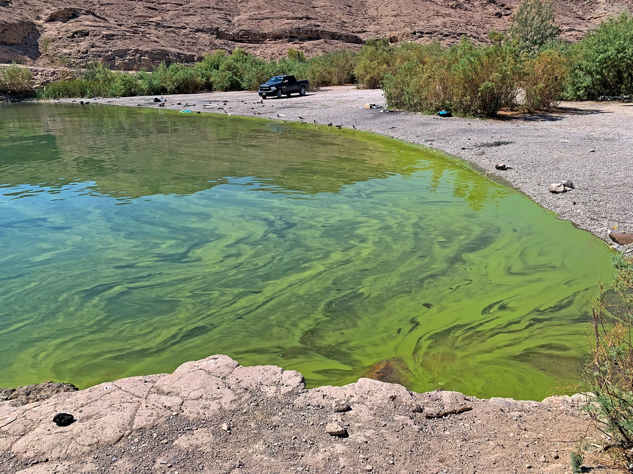 Severe hazardous algae bloom floating on the water at the Eagle Wash cove August 11 2025 Eagle Wash HAB August 11 2025