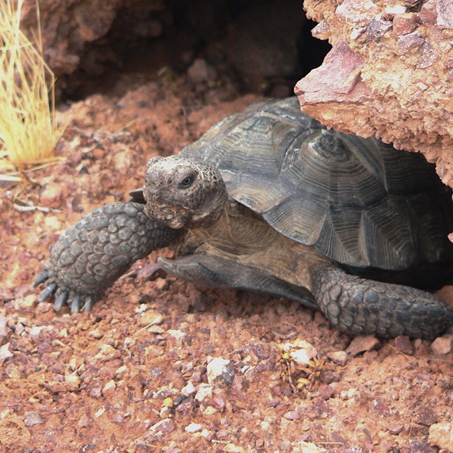 Desert tortoise emerging from a cave