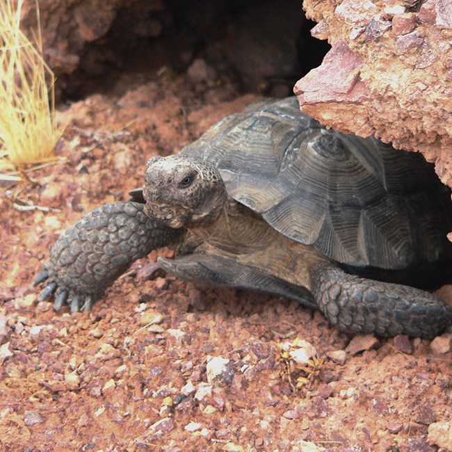 Desert tortoise emerging from a cave