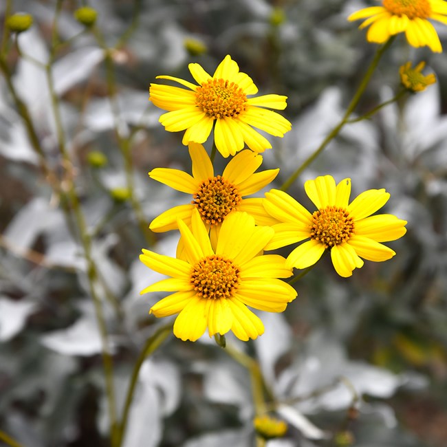 brittlebush in bloom