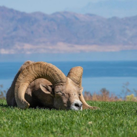 Bighorn Sheep at Lake Mead