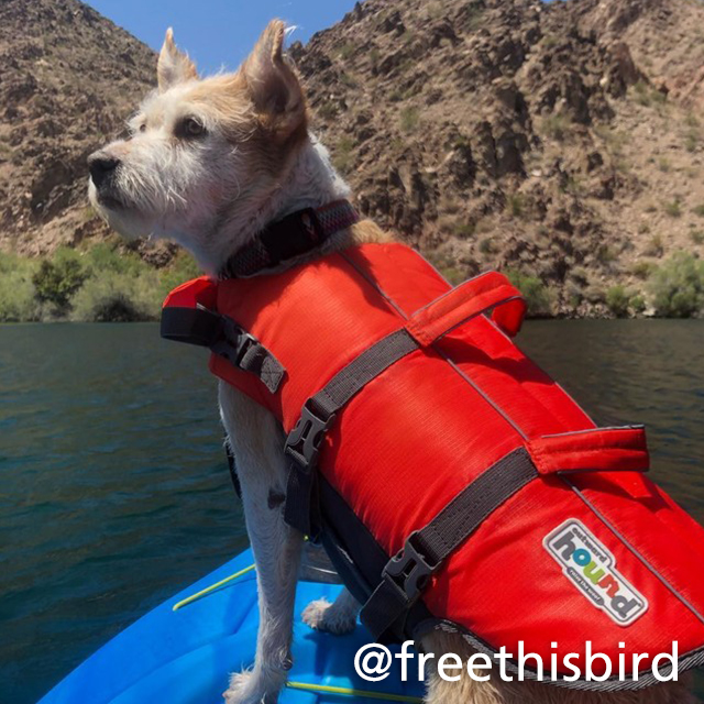 dog in life jacket on a paddlecraft