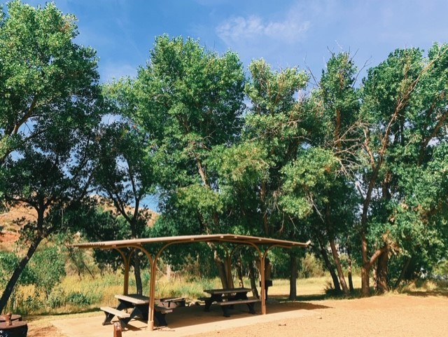 A picnic table nestled between large green cottonwoods at Harbor Bay. The sky is blue.