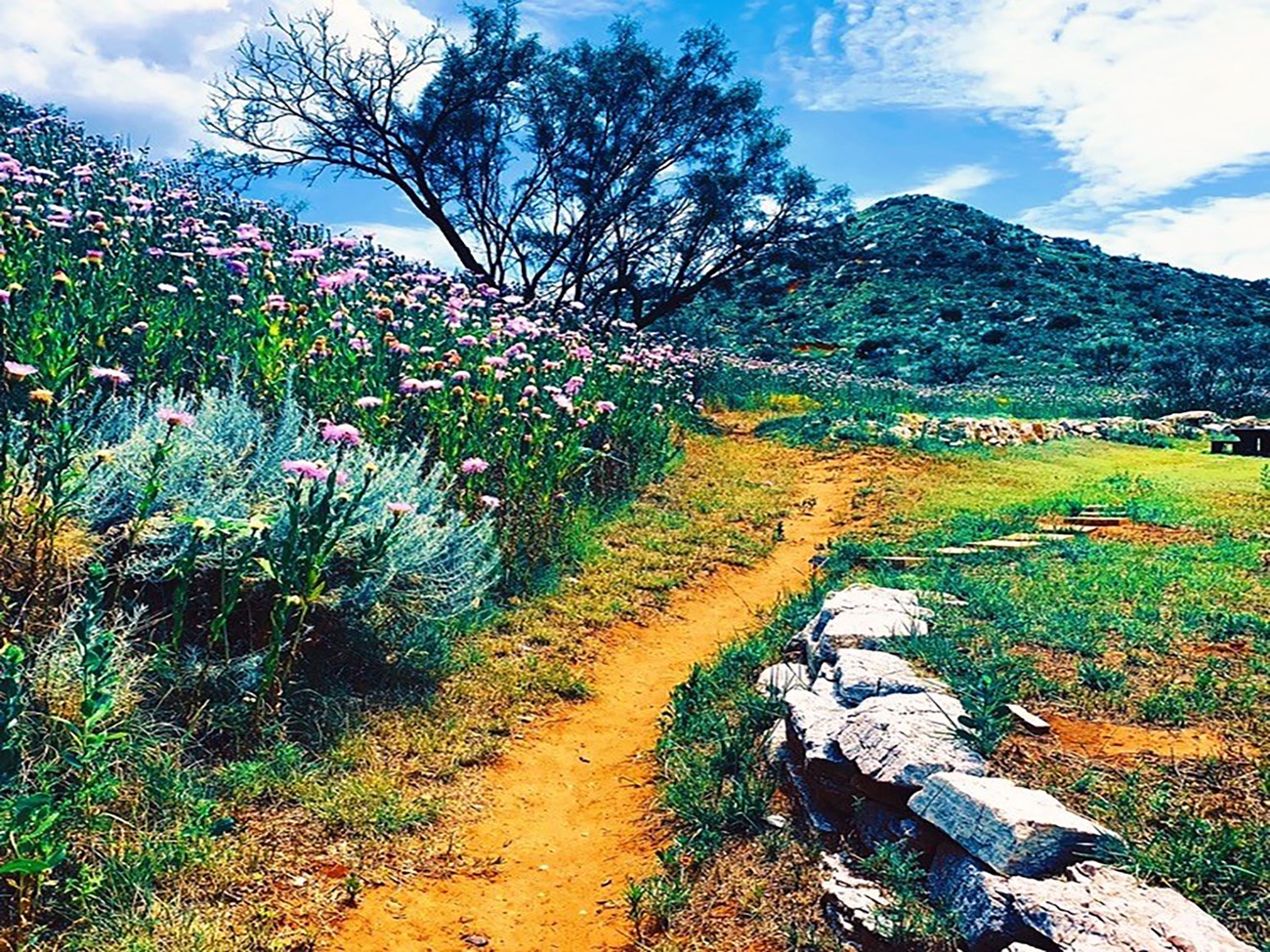 Mesquite Trail and pink basket flowers in the summer with blue skies.