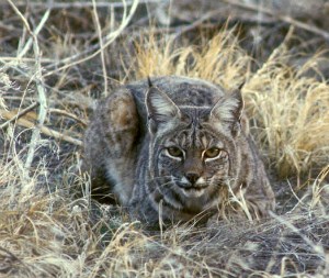 Bobcat