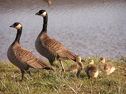 A pair of Canada Geese with three goslings