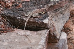Collared Lizard sunning on a rock.