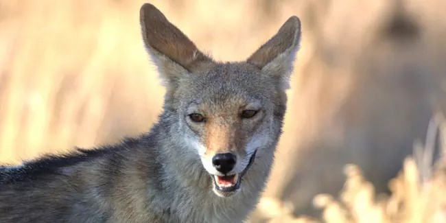 Coyote NPS