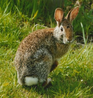 Cottontail