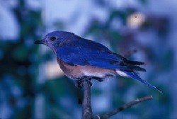 An Eastern Bluebird perched on a tree branch