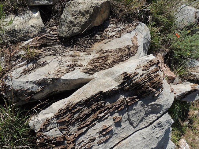 Fossilized Algae from on the Alibates Flint Quarries tour.