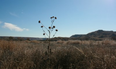 A dry Datura plant stands tall above the sea of grass in a meadow at Lake Meredith. A dry Datura plant stands tall above the sea of grass in a meadow at Lake Meredith.
