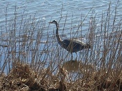 A Great Blue Heron wading in water
