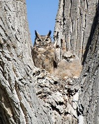 A Great Horned Owl and chick sit in the crook of a tree