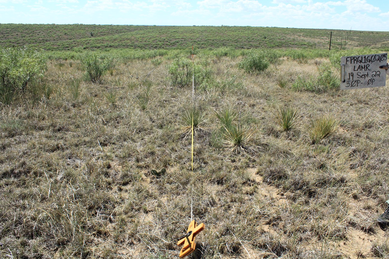 Image of Plot 205 at North Canyon in September 2022 before a prescribed burn.