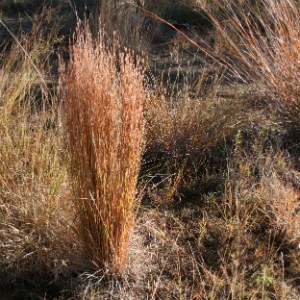 Little Bluestem