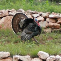Turkey tom strutting with tail feathers fanned out.