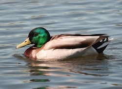 A male mallard duck swimming