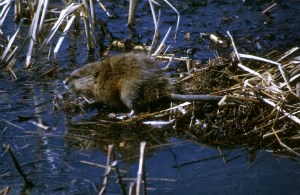 Muskrat