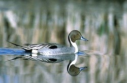 A Northern Pintail glides through the water