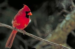 A male Northern Cardinal perches on a branch
