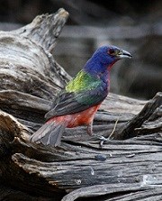 A male Painted Bunting sitting on a piece of driftwood