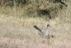 Roadrunner