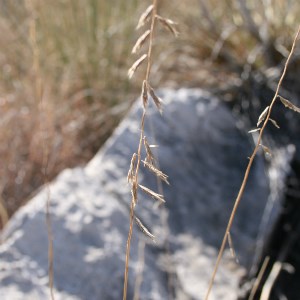 Sideoats Gramma seeds dangling from a typical zigzag stalk.