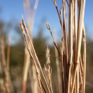 Switchgrass