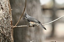 A Tufted Titmouse sits on a tree branch