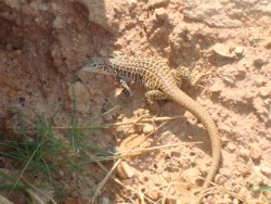 A Whiptail Lizard looking for insects.