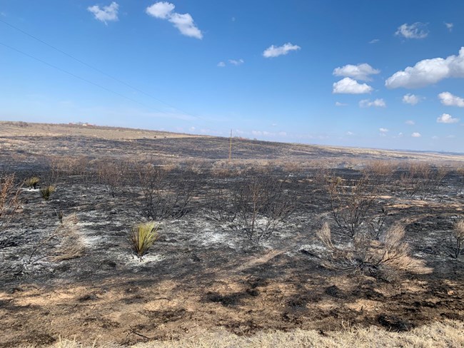 Image of a burned landscape after a prescribed burn. Burnt grass, honey mesquite, and yucca are located throughout the photo.