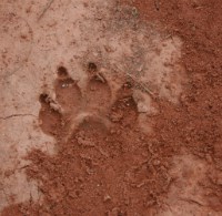 Mountain Lion track