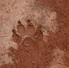 Mountain Lion track