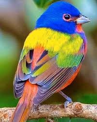 Painted Bunting