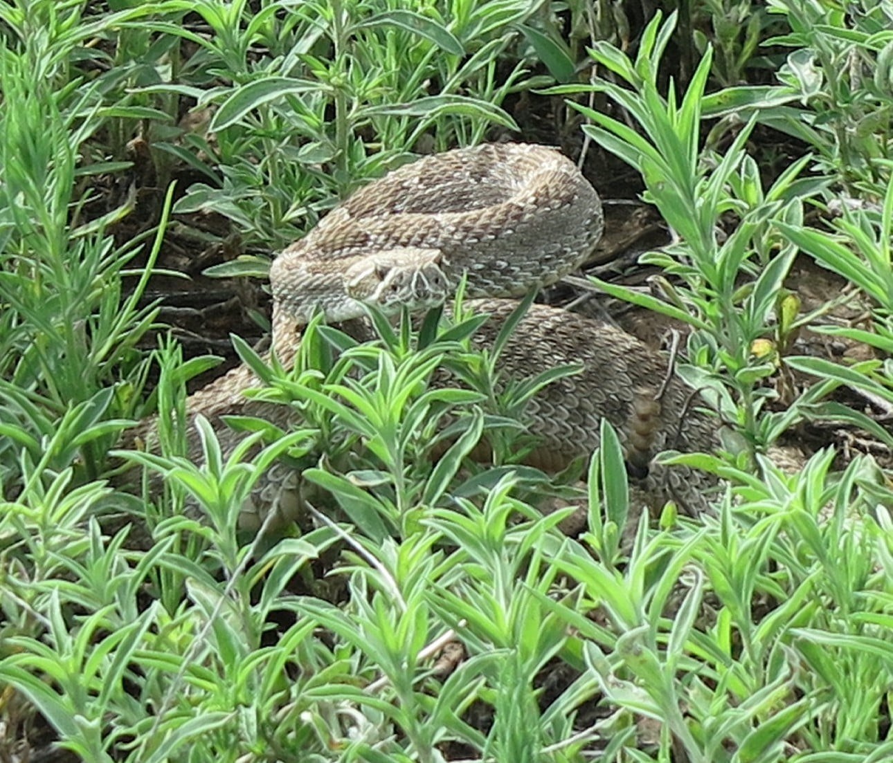 A Prairie Rattlesnake coiled in green grass.