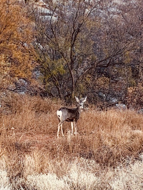 Mule Deer posing at Harbor Bay