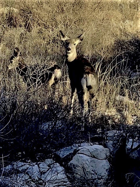 Mammals - Lake Meredith National Recreation Area (U.S. National Park