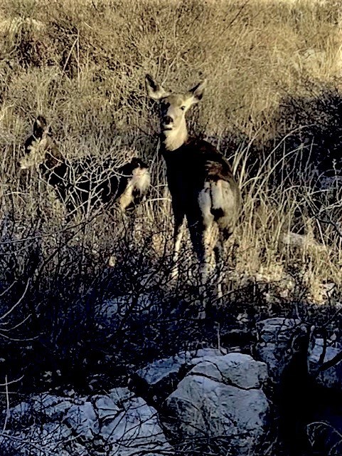 Two Mule Deer