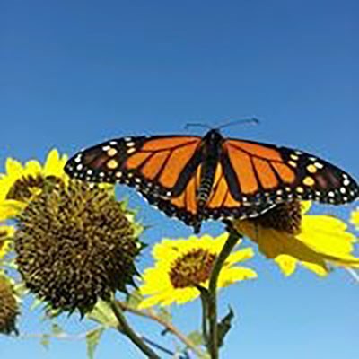 Monarch Botterfly landing on a sunflower on a clear day.  The sky is blue.