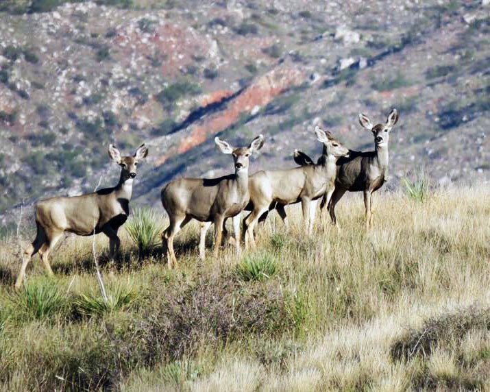 mule deer in a meadow